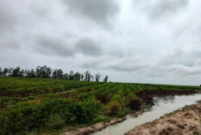 CAFÉ: excesso de chuva pode impactar as principais regiões produtoras