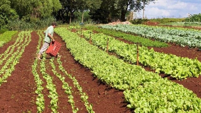 Cadastro da Agricultura Familiar: governo vai prorrogar prazo