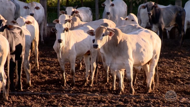 Preço da arroba do boi gordo cai e chega a custar R$ 227 em cidades de Rondônia