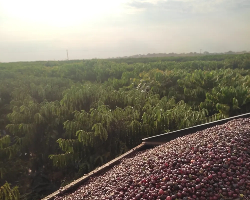 RO deve ter colheita recorde de café: ‘maior safra do estado de todos os tempos’, indica a Conab