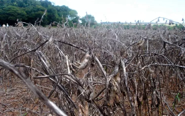 Produtores rurais de Porto Velho que foram afetados pela seca e perderam lavouras podem pedir auxílio