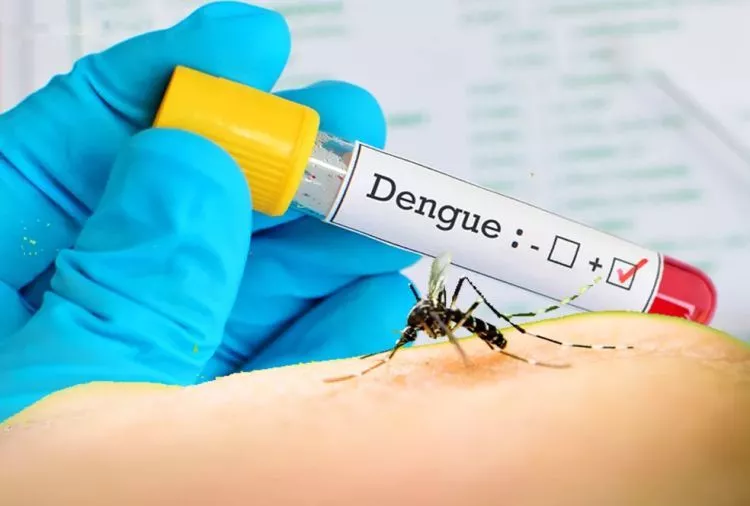 DENGUE: levantamento revela alto risco de infestação pelo Aedes Aegypti em Cacoal