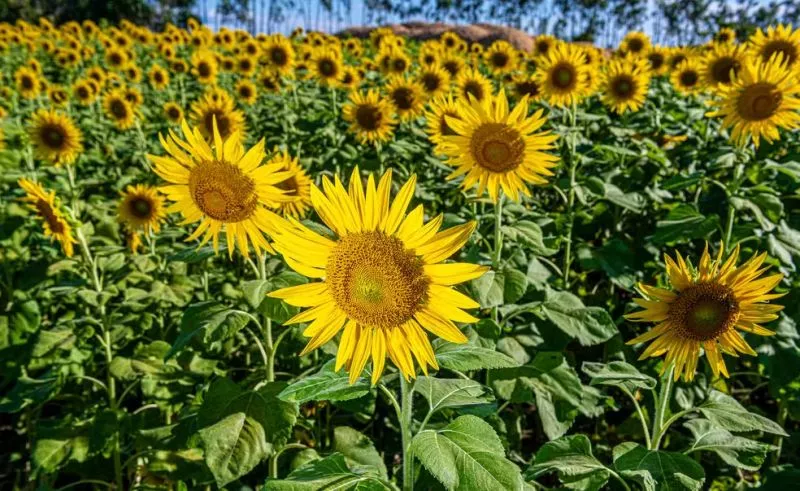 Campo de girassol é planejado meses antes da Rondônia Rural Show e vira ‘cartão postal’