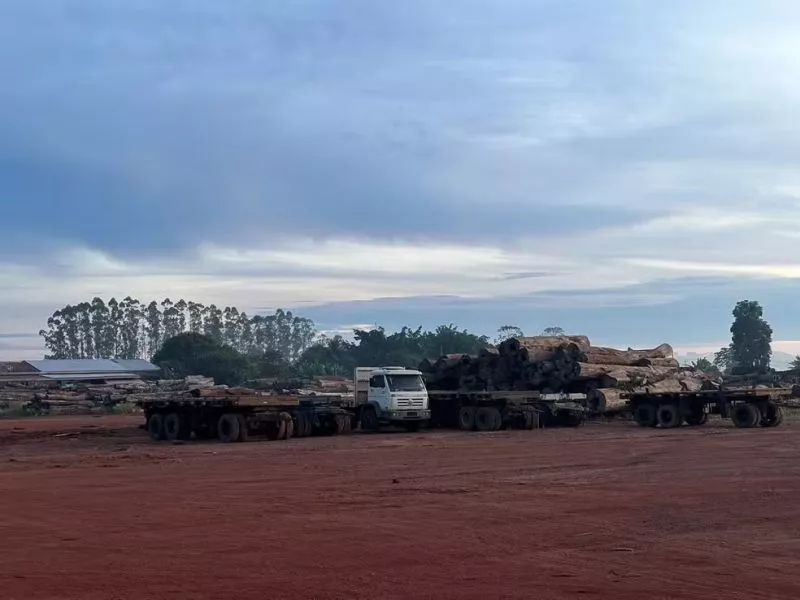 Justiça bloqueia R$ 51 milhões de grupo que falsificava documentos para ‘esquentar’ madeira ilegal retirada de Terra Indígena