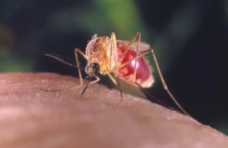 Resultados dos exames de arboviroses em Cacoal revelam presença de Dengue, Chikungunya, Zika e Oropouche