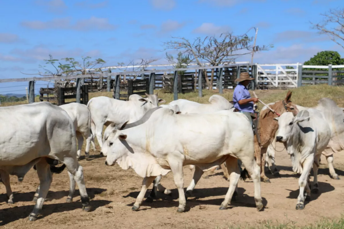 Ações para prevenção e controle da raiva são intensificadas para fortalecimento da defesa sanitária animal