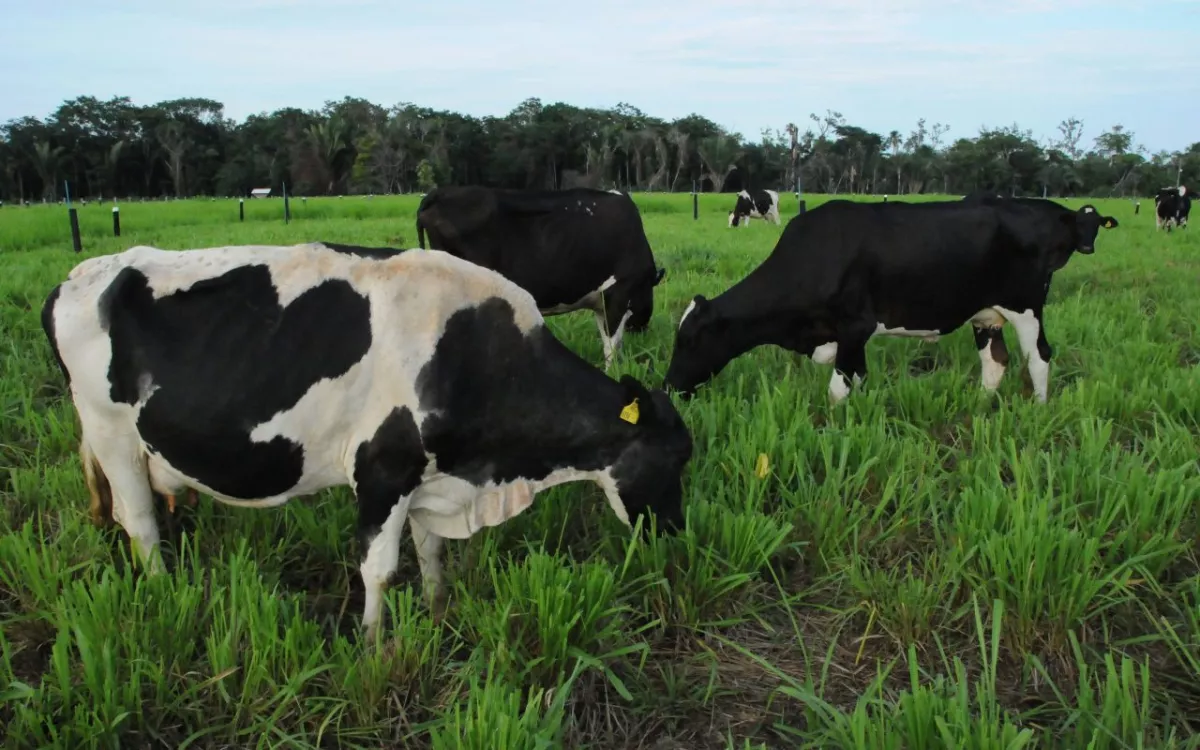 Ações de assistência técnica e rural em 2024 visam o fortalecimento de cadeias produtivas no Estado