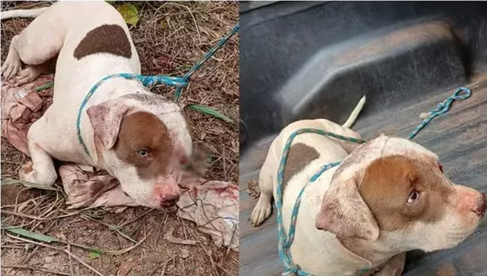 Pittbull é resgatado com marca de tiro e sinais de tortura em Rondônia