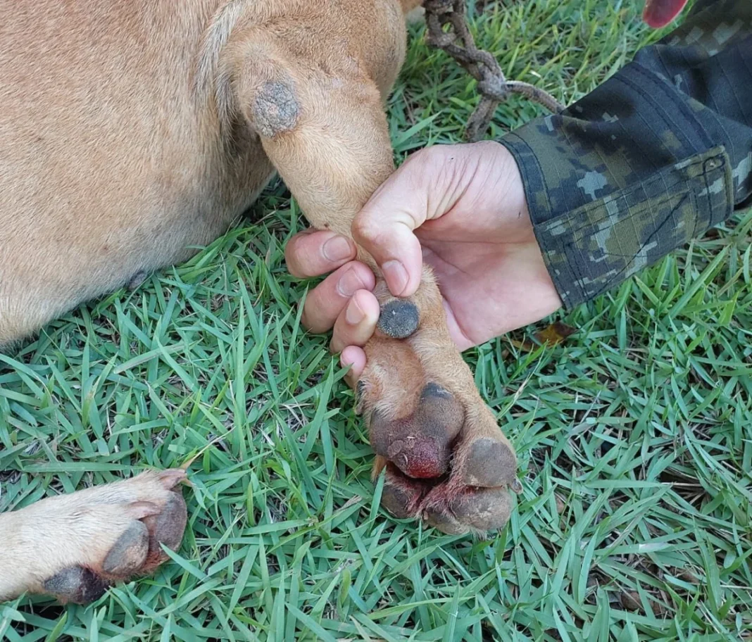 Homem é preso e multado por arrastar cachorro amarrado a motocicleta em rodovia