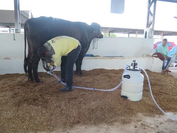 37ª Expocol: programação do segundo dia movimenta Parque de Exposições em Colorado do Oeste