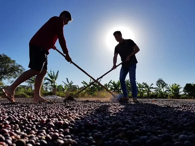 Exportações de café de Rondônia batem recorde e consolidam o estado no mercado internacional