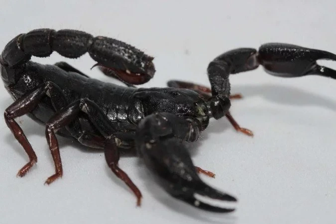 Animal da Amazônia é nova arma contra o câncer de mama