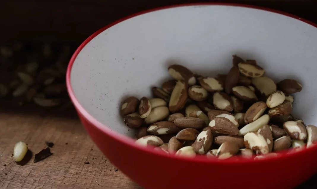 Brasnorte (MT), 09/04/2025 – Beneficiamento da castanha-do-pará na aldeia Barranco Vermelho, apoiado pelo projeto Biodiverso, na Terra Indígena Erikpatsa, do Povo Rikbaktsa. Foto: Fernando Frazão/Agência Brasil