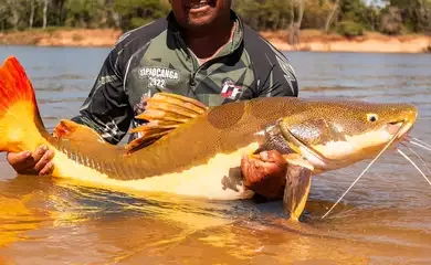 Brasília (DF), 28/03/2026 - Bagre gigante da Amazônia. Foto: Fish TV.