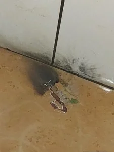 Explosão em banheiro de Escola em Rolim De Moura: Sete envolvidos são identificados pela Polícia